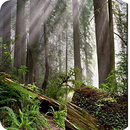 Forest Wallpaper APK