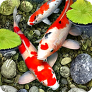 Koi Fish Live Wallpaper APK