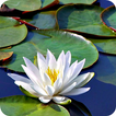 Water Garden Wallpaper icon