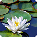 Water Garden Wallpaper