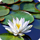 Water Garden Wallpaper APK