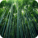 Bamboo Forest HD Wallpaper APK