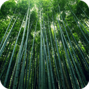 Bamboo Forest HD Wallpaper-APK