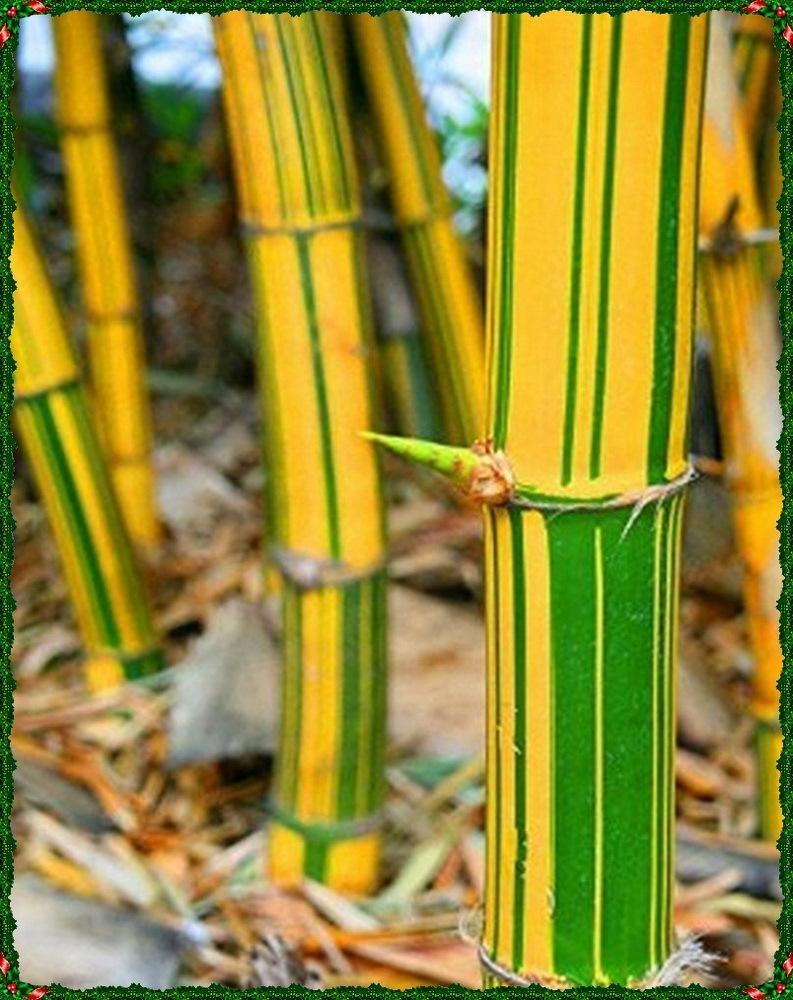 Биг бамбук big bamboo vip. Бамбук вульгарис. Бамбук листоколосник. Бамбук Мосо. Бамбук Аурея.