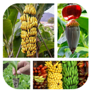 Culture de la banane biologique APK