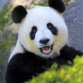 panda wallpaper