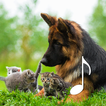 Cat & Dog Sounds – Pet sounds