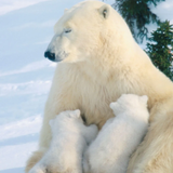 AI Mammal Scanner APK