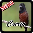 Canto do Curio Novo HD APK