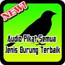 Audio Pikat Semua Jenis Burung Terbaik-APK