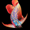 Arowana Fish Wallpapers HD icon