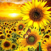 Sun Flowers HD Wallpaper icon