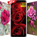 Rose Wallpaper HD APK