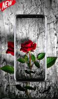 Rose Wallpaper HD Affiche