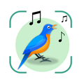Bird Identifier: Chant Oiseaux