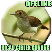 Kicau Burung Ciblek Gunung Gacor Pour Android Telechargez L Apk