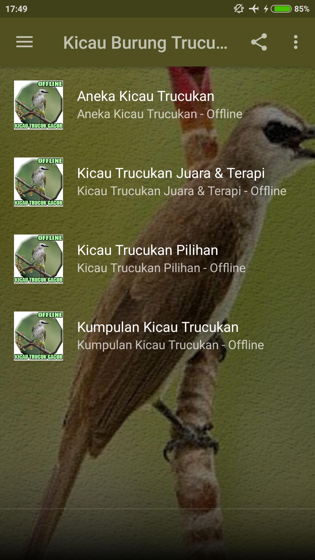 Suara Burung Trucukan Gacor Ropel Garuda Jernih Durasi Panjang Jenis Burung