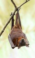 1 Schermata Bat Wallpaper