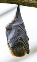 2 Schermata Bat Wallpaper
