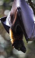 3 Schermata Bat Wallpaper