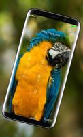 3 Schermata Parrot Wallpaper Lock Screen