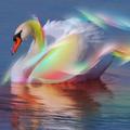 Swan Wallpapers
