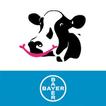 ”BCS Cowdition