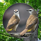 Suara Burung Trucukan Pikat أيقونة