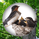 Suara Burung Walet Pikat APK