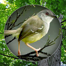 Suara Burung Ciblek Pikat APK