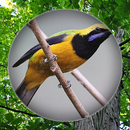 Suara Burung Cucak Cungkok APK