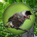Suara Burung Kutilang Gacor APK