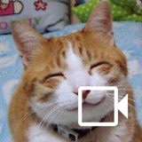 Meow Maker: Cat Sounds for Cat icon