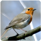 Icona Birds Sounds