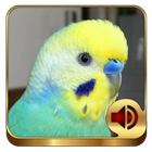 Budgerigar Ringtones icon