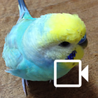 Sittich Kamera(Budgerigar Cam) Zeichen