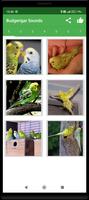 Sittich Kamera(Budgerigar Cam) Screenshot 3