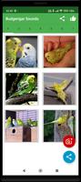 Sittich Kamera(Budgerigar Cam) Plakat