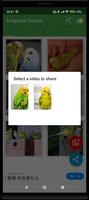 Sittich Kamera(Budgerigar Cam) Screenshot 2