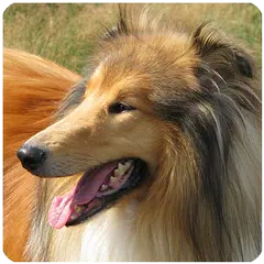 Dog Sounds for Dog APK download