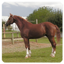 أصوات الخيل APK