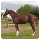 Icona Suoni del cavallo