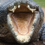 BEWARE OF THE CROCODILE