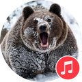 Bear Sounds