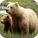 Bear Wallpaper HD APK