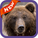 Bear Wallpaper APK