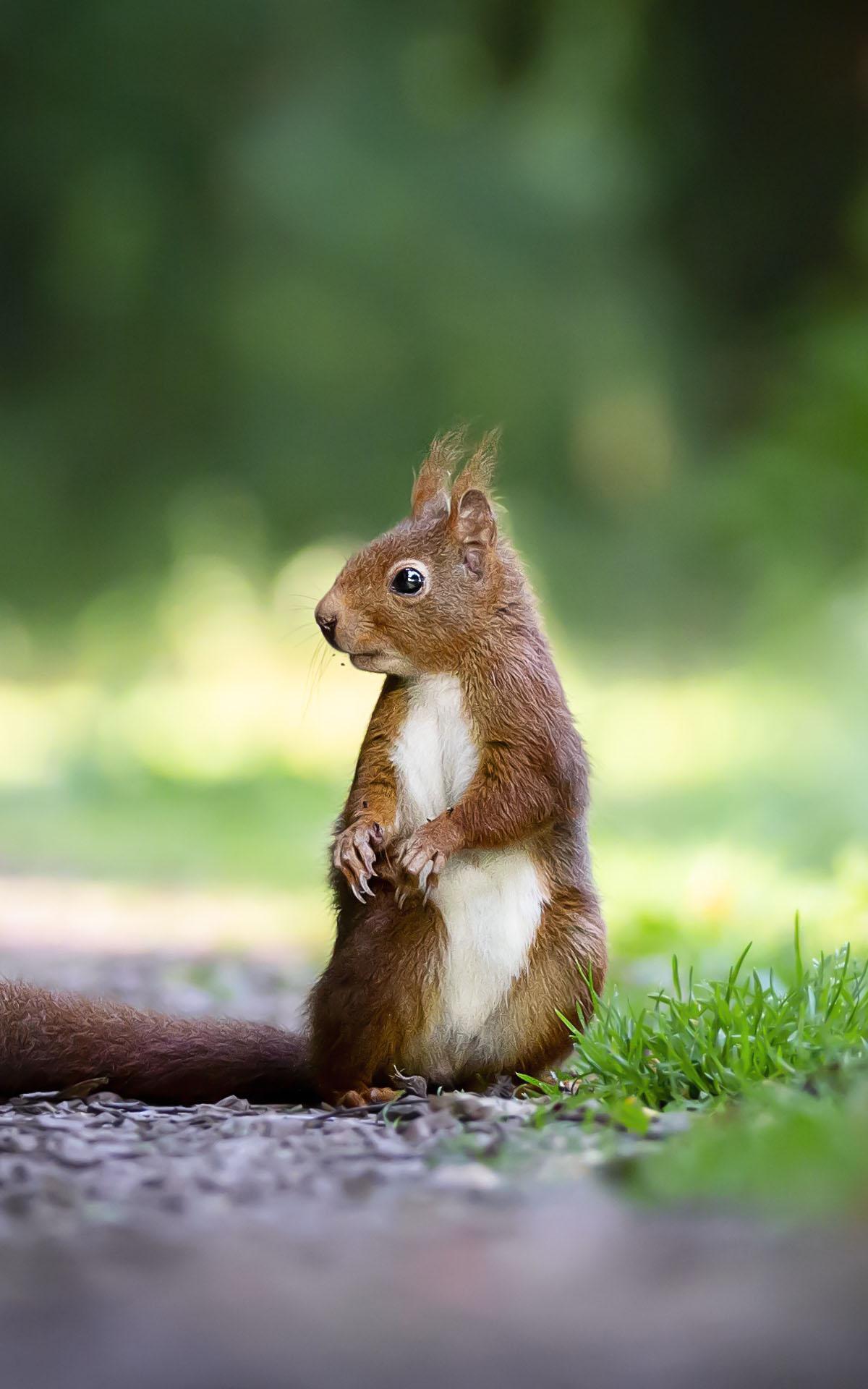 Tiere Hintergrundbilder Hd Hintergrunde Fur Android Apk Herunterladen