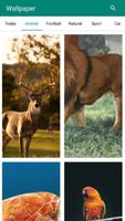Wallpaper - Everyday Beautiful Cartaz
