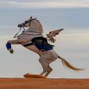 beautiful horses wallpaper APK
