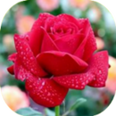 Flowers and roses wallpapers-APK